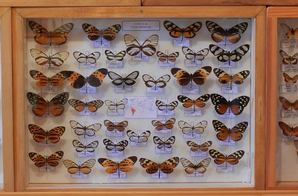 Jean-Yves Stoquer : La passion des collectionneurs d’insectes