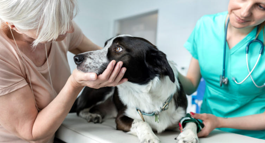 Vétérinaire avec un chien et son propriétaire