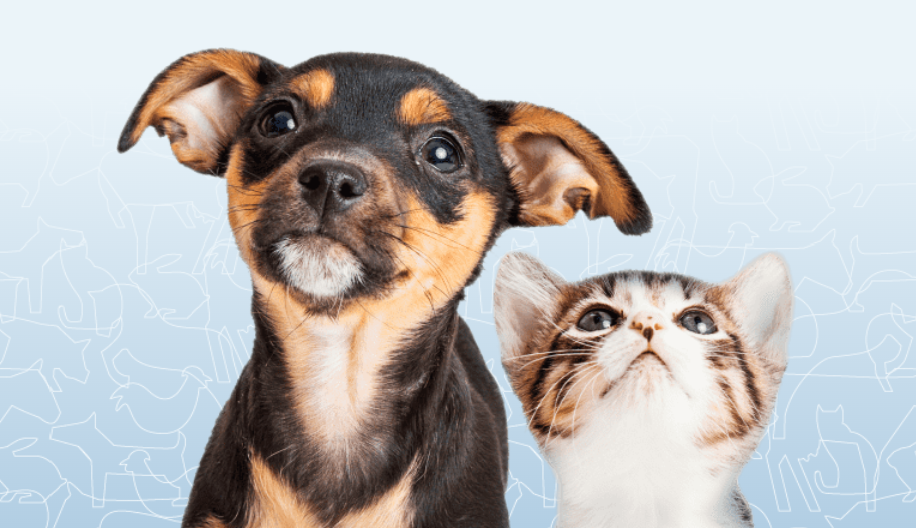 Petit chien et chat