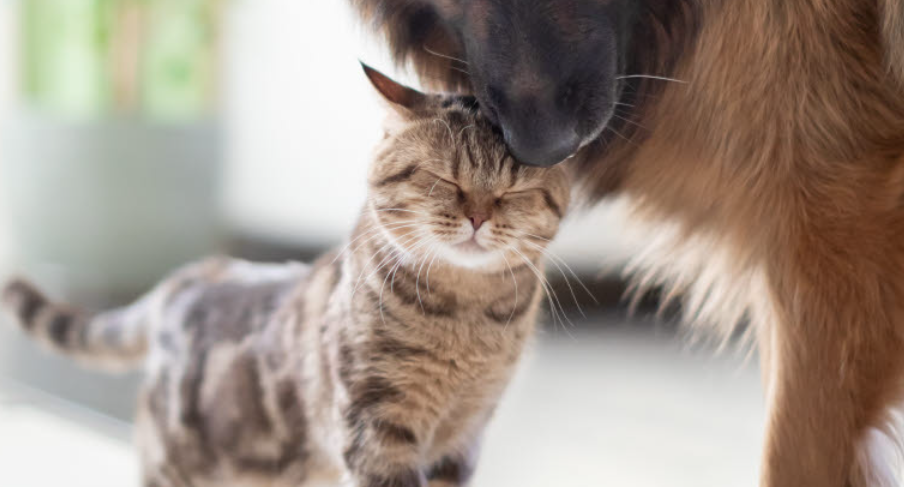 Un chat frotte sa tête contre un chien